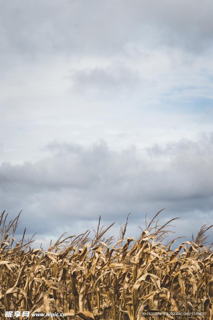 稻草蓝天白云云彩天空