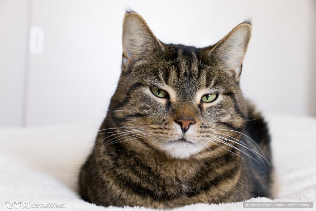 小猫宠物猫咪动物背景