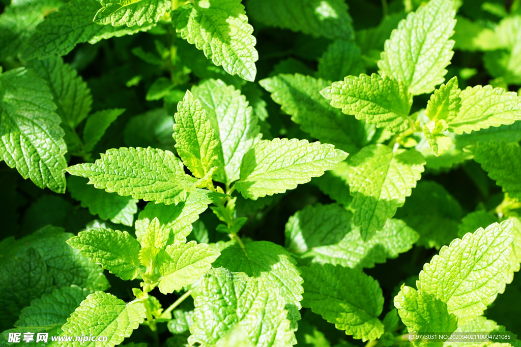 薄荷