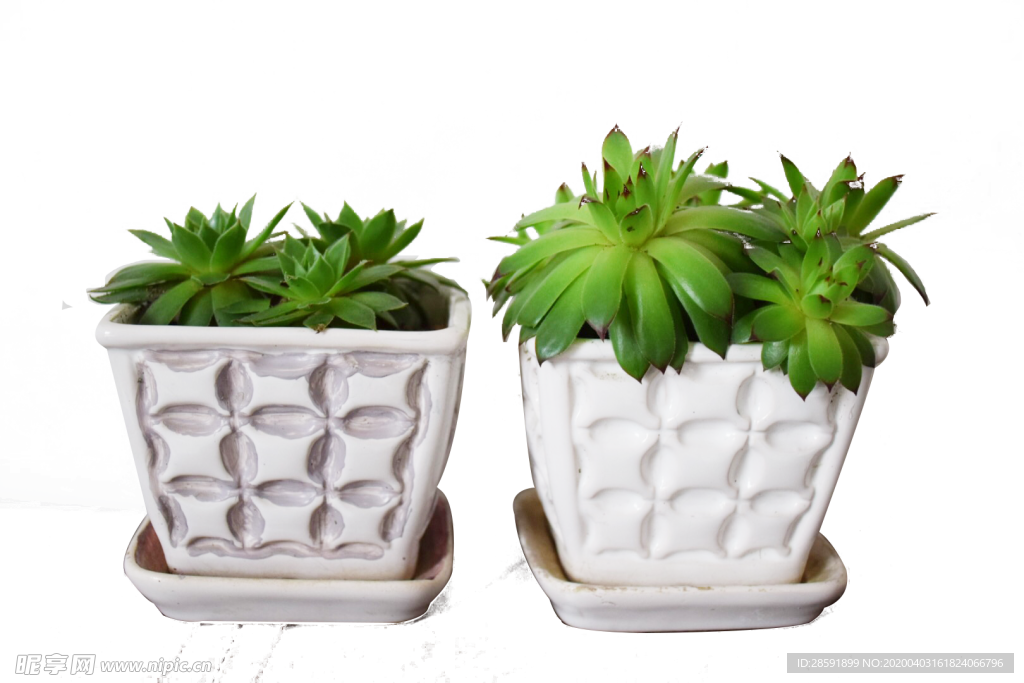 多肉盆栽植物绿色摆件花盆.pn