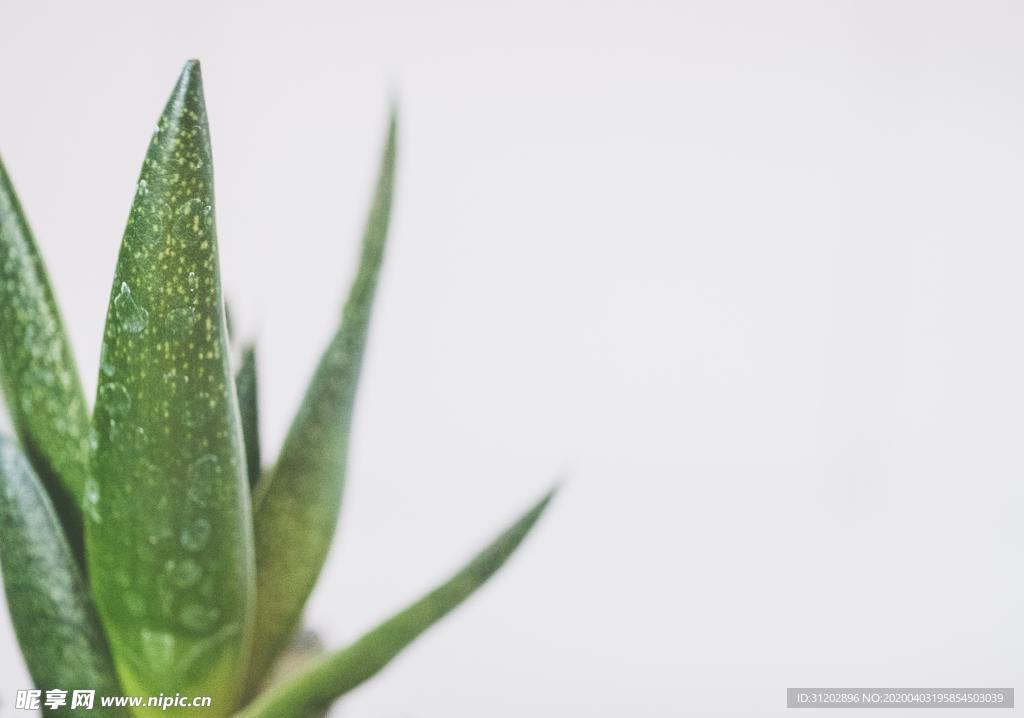 植物盆栽盆景多肉叶子