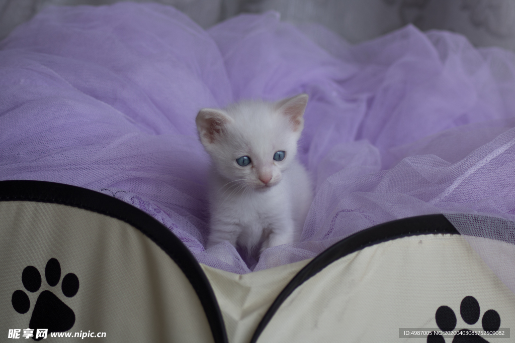 猫 白猫 家猫 土猫 小土猫