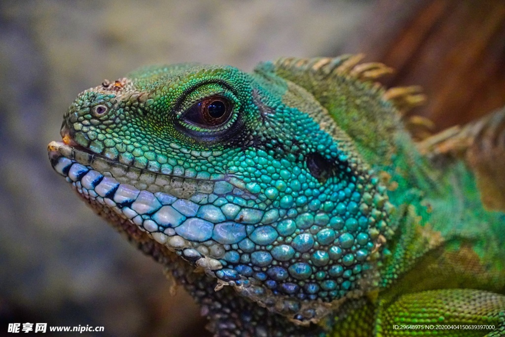 蜥蜴 动物 鬣蜥 宠物 两栖