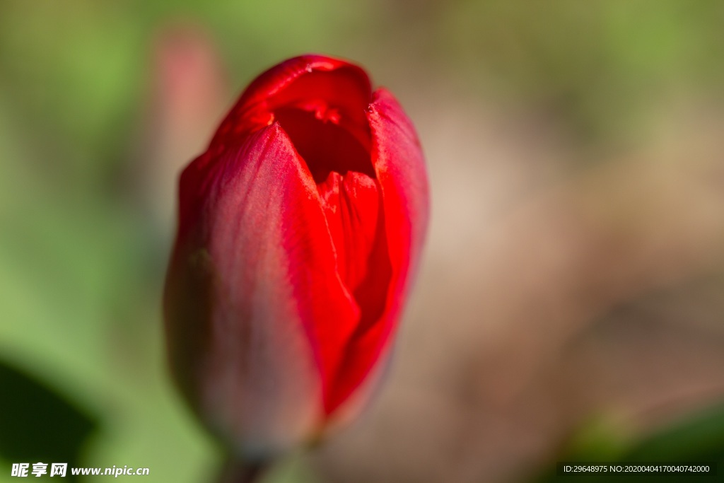 美丽 植物 郁金香 颜色丰富多