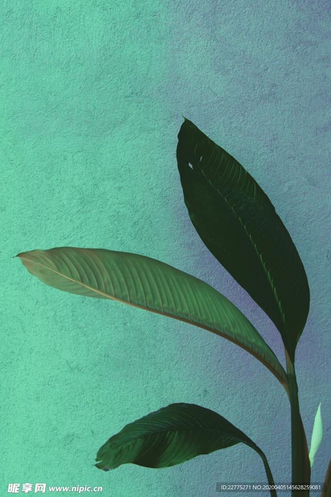 绿色墙壁与树叶