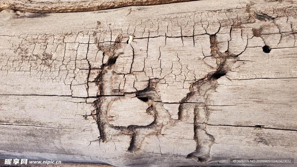 木头 烂木 朽木