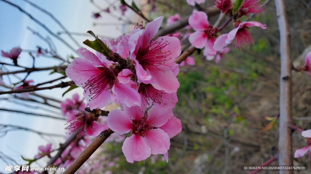 梅花 桃花 春花 花朵 盛开