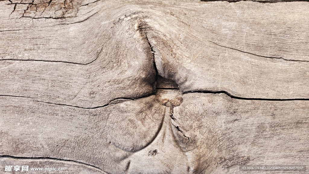 树木 纹理 树疤 老树 贴图