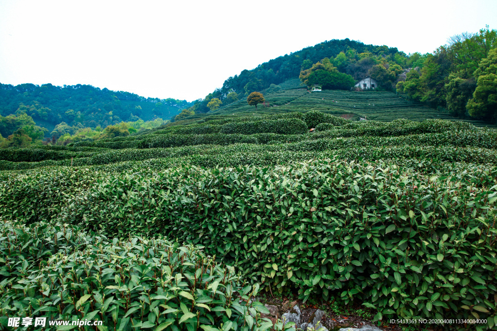 茶叶 采茶 西湖龙井