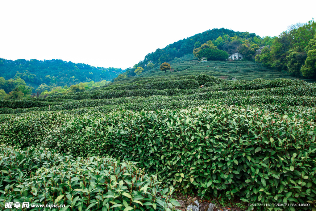 茶叶 采茶 西湖龙井