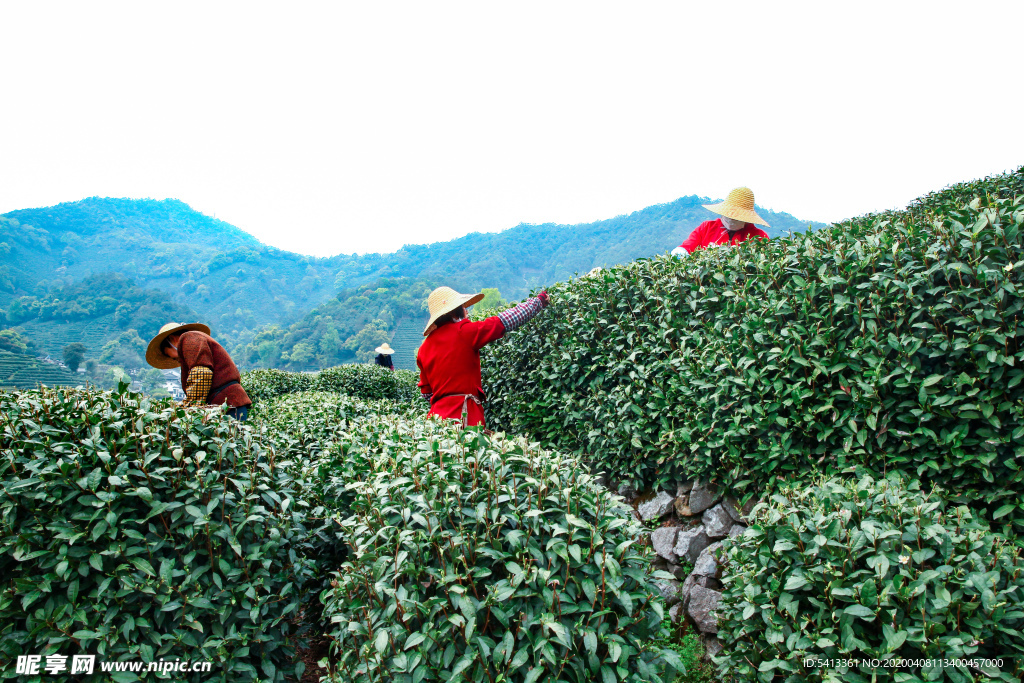 茶叶 采茶 西湖龙井