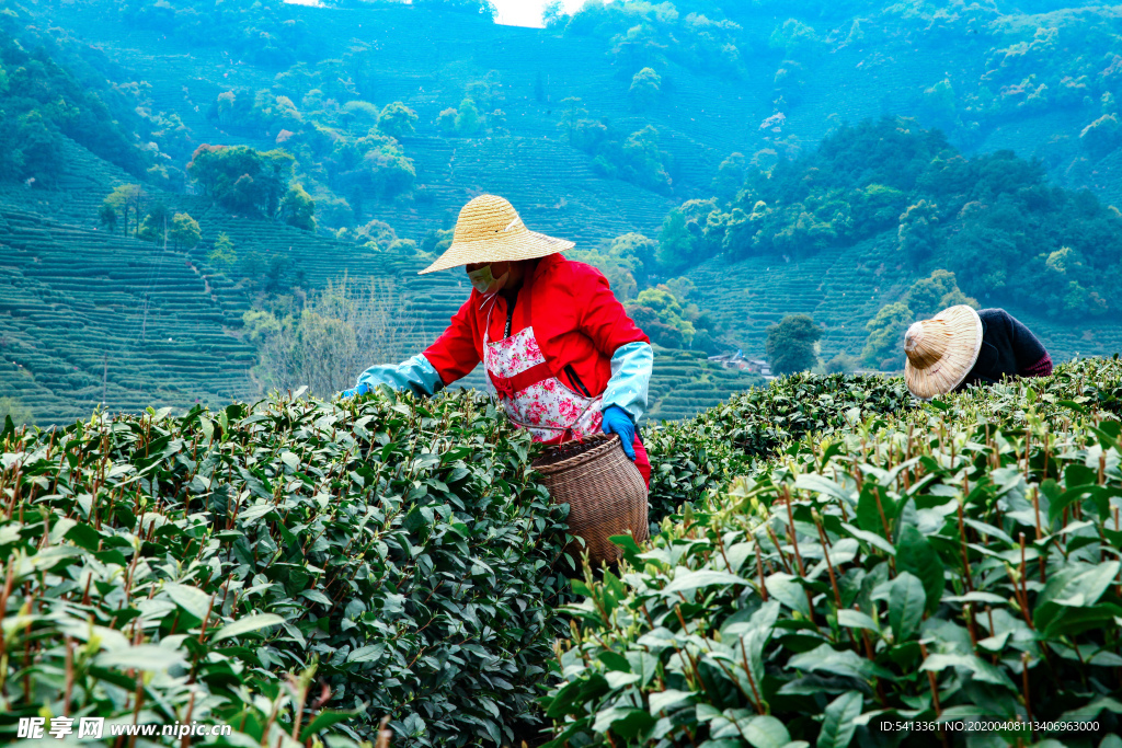 茶叶 采茶 西湖龙井