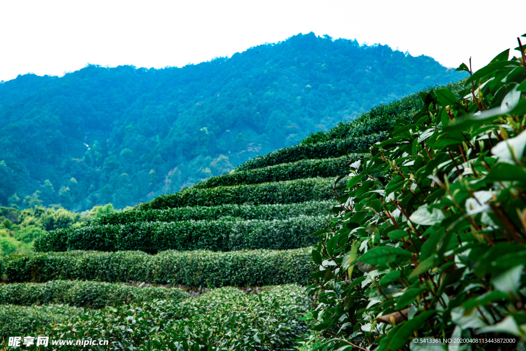 茶叶 采茶 西湖龙井