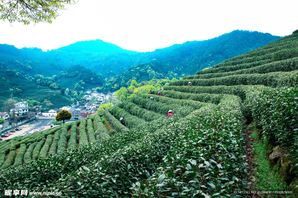 茶叶 采茶 西湖龙井