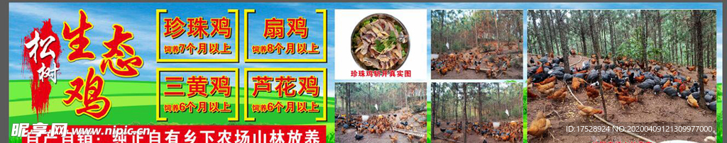 生态鸡