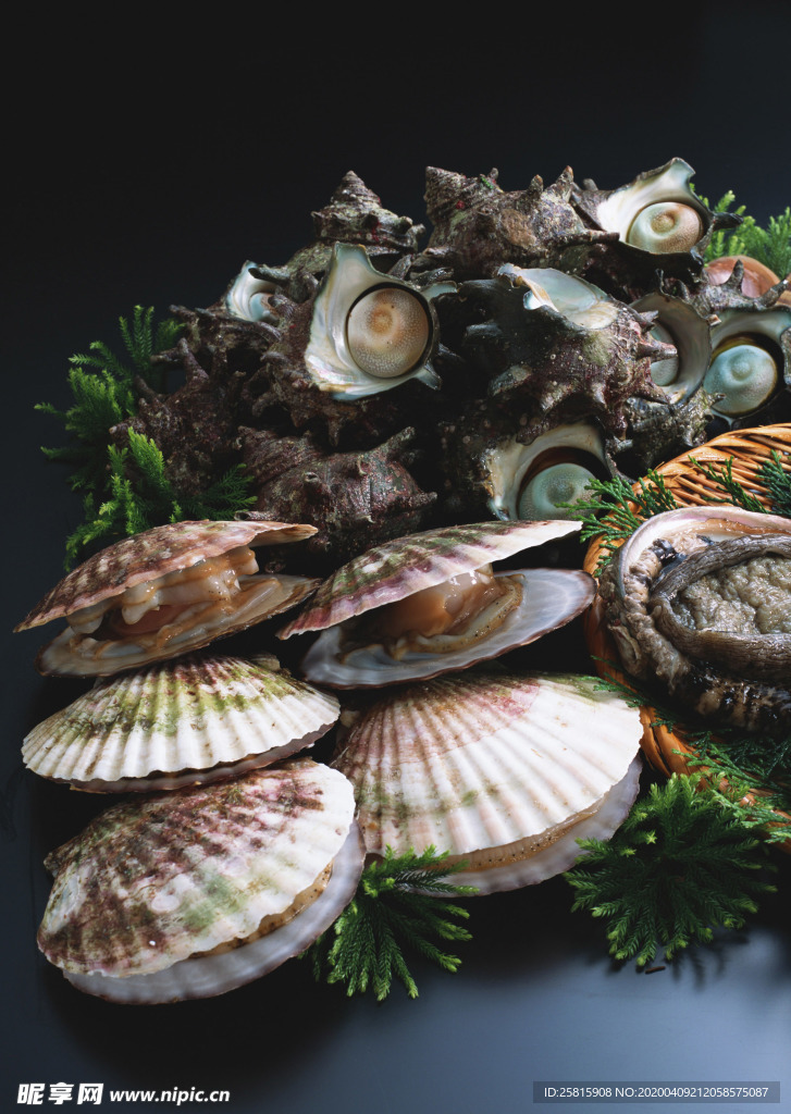 扇贝贝壳海鲜图片