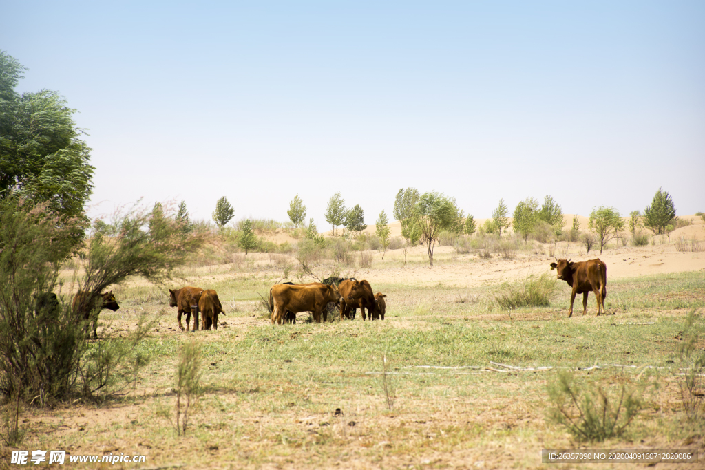库布其沙漠草原