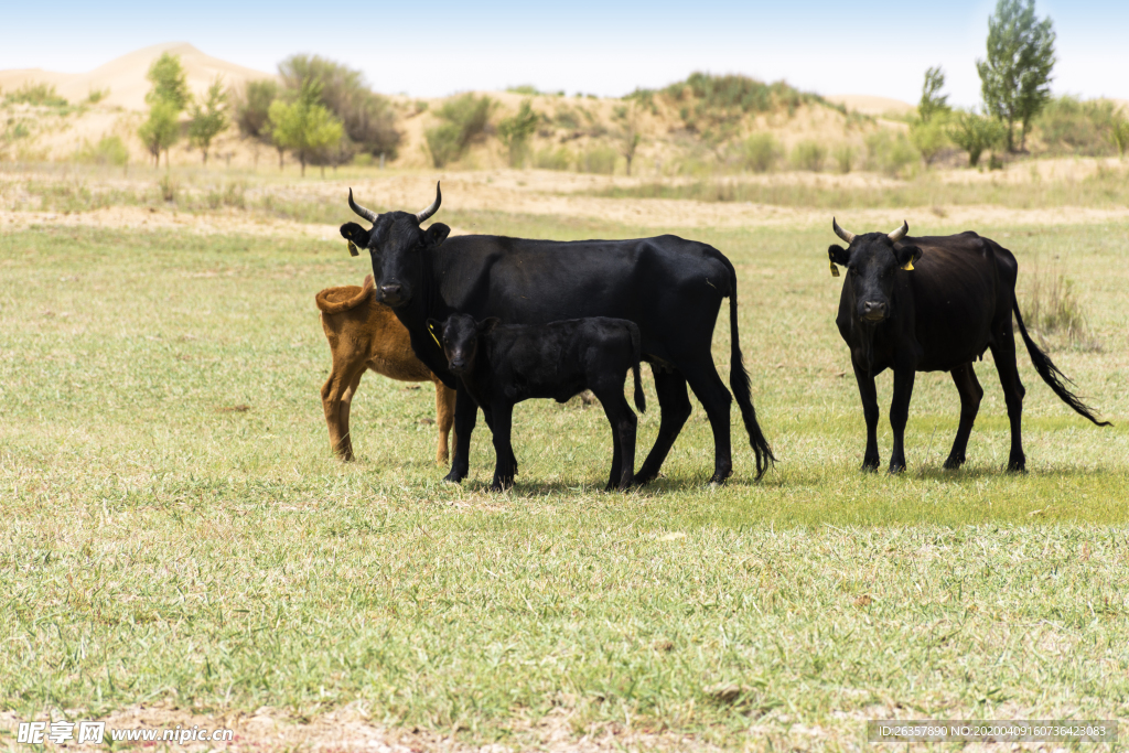 库布其沙漠草原