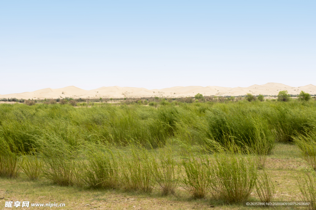 库布其沙漠草原