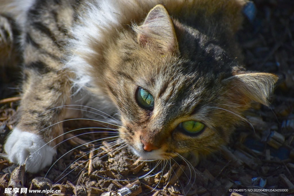 猫 动物 小猫 快乐 有趣 可