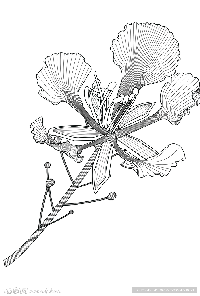 凤凰花线稿矢量图形素材