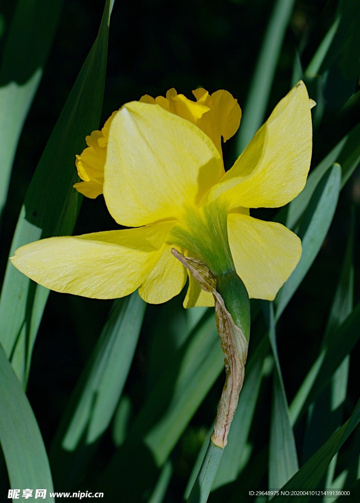 植物 花草 花卉 花 小花朵