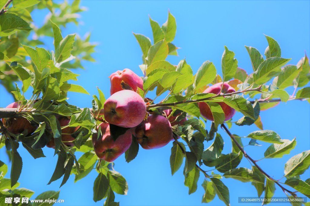 水果 苹果 苹果树 苹果树背景