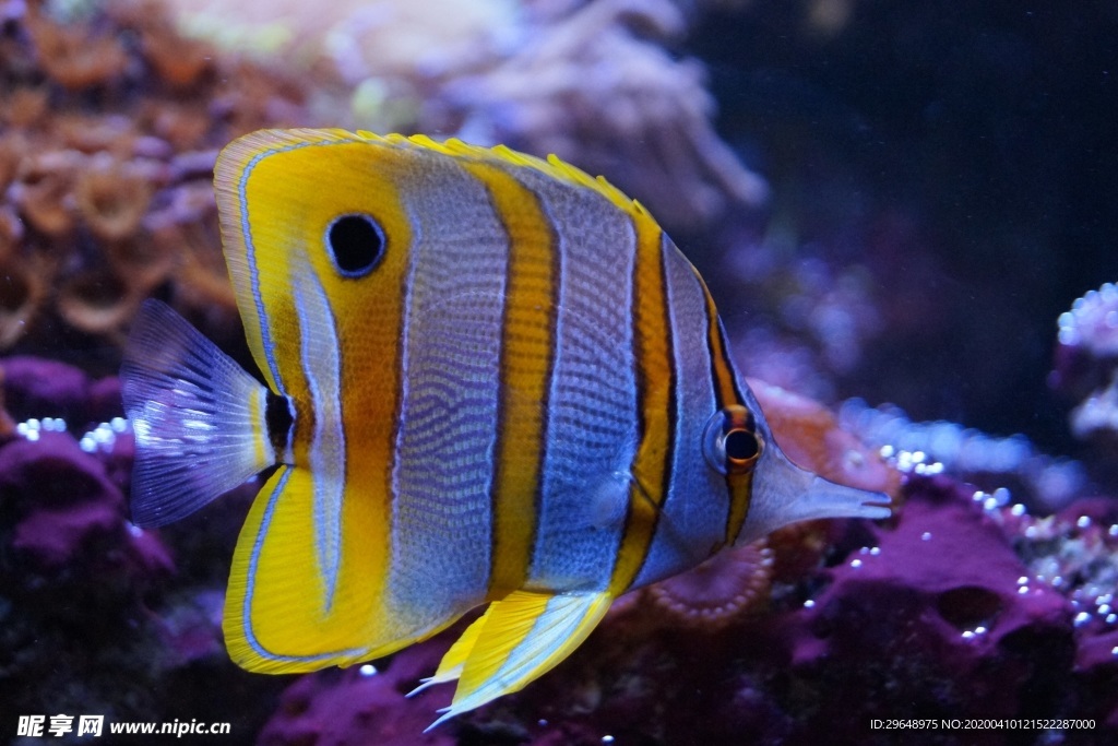 鱼群 鱼 水 动物 自然 水下