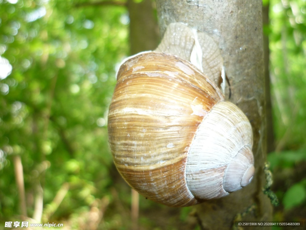 蜗牛蜗牛壳微距图片