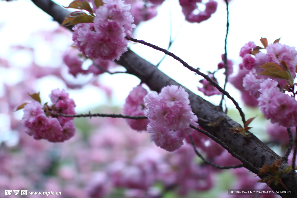 树枝 树叶 樱花 玉渊潭 植物