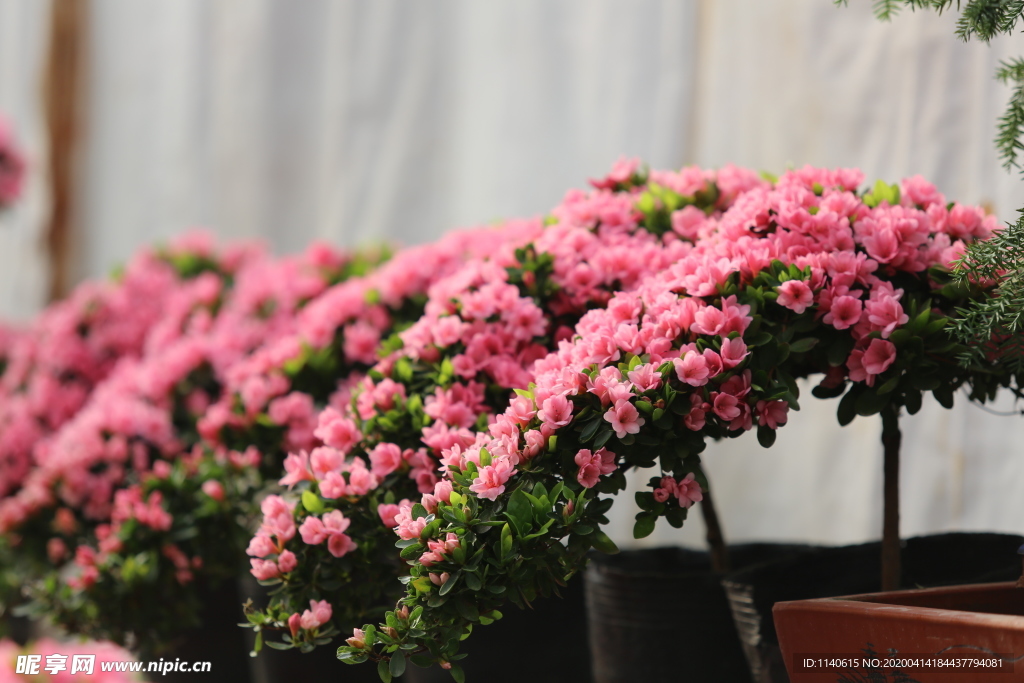 春天  花开  百花齐放  公