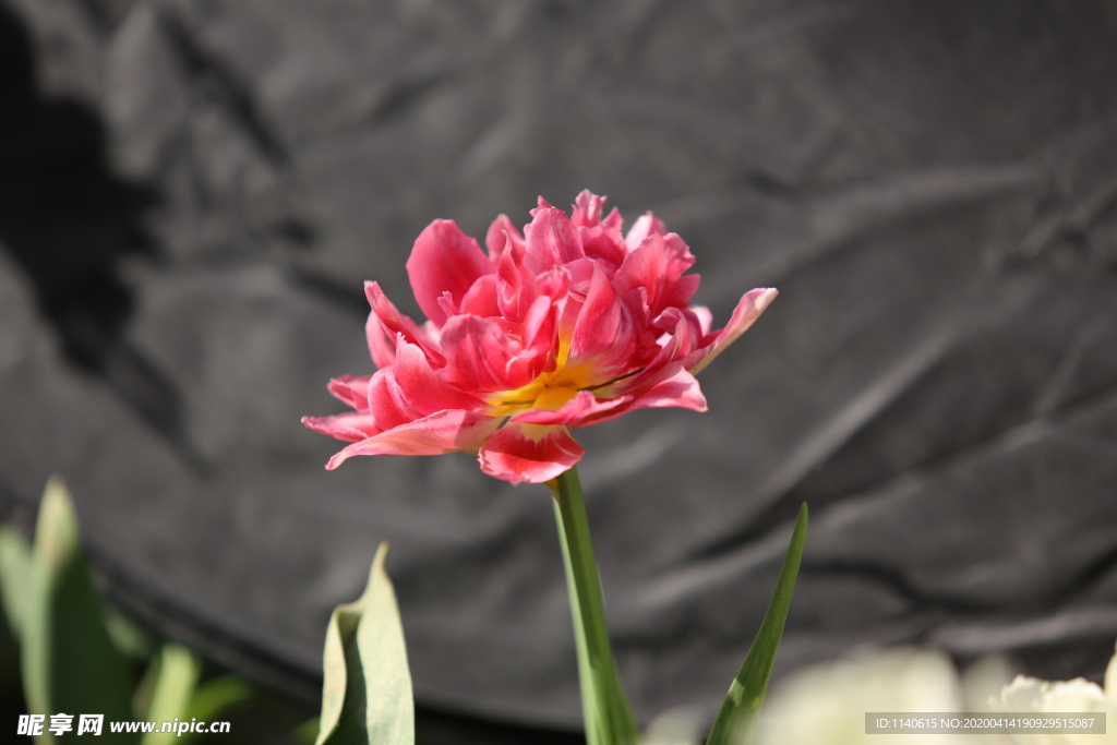 春天  花开  花红柳绿  百