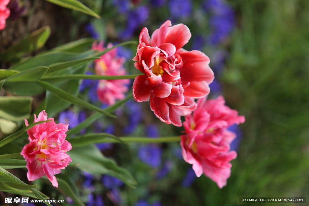 春天  花开  百花齐放  公
