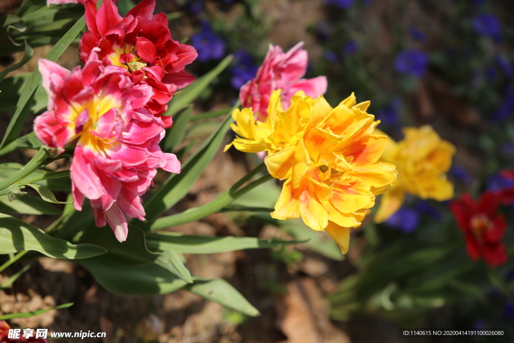 春天  花开  百花齐放  公