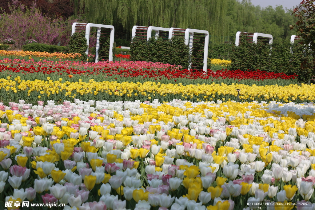 春天  花开  百花齐放  公