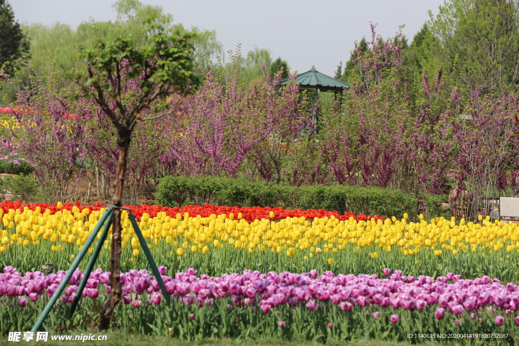 春天  花开  百花齐放  公