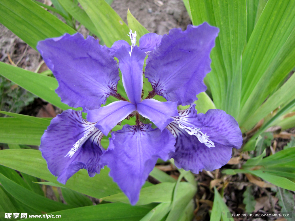 清新唯美花朵图片