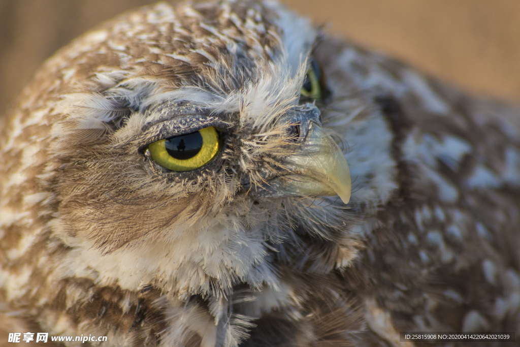 猫头鹰空山鸟语图片