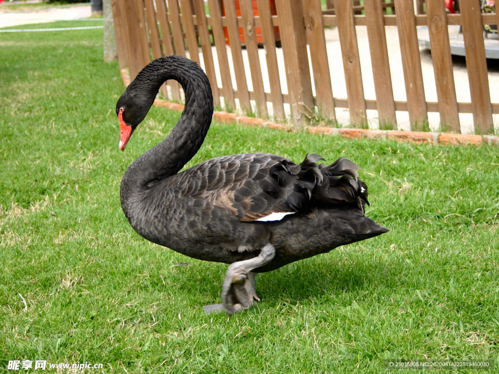 黑天鹅空山鸟语图片