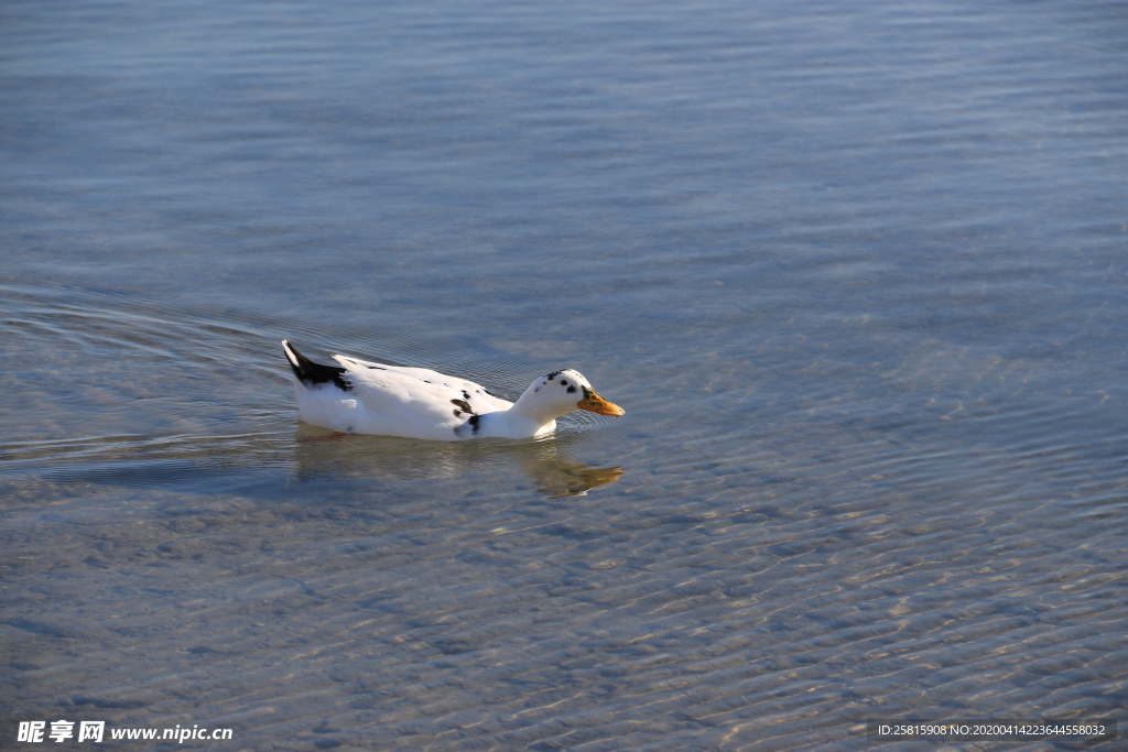 野鸭空山鸟语图片