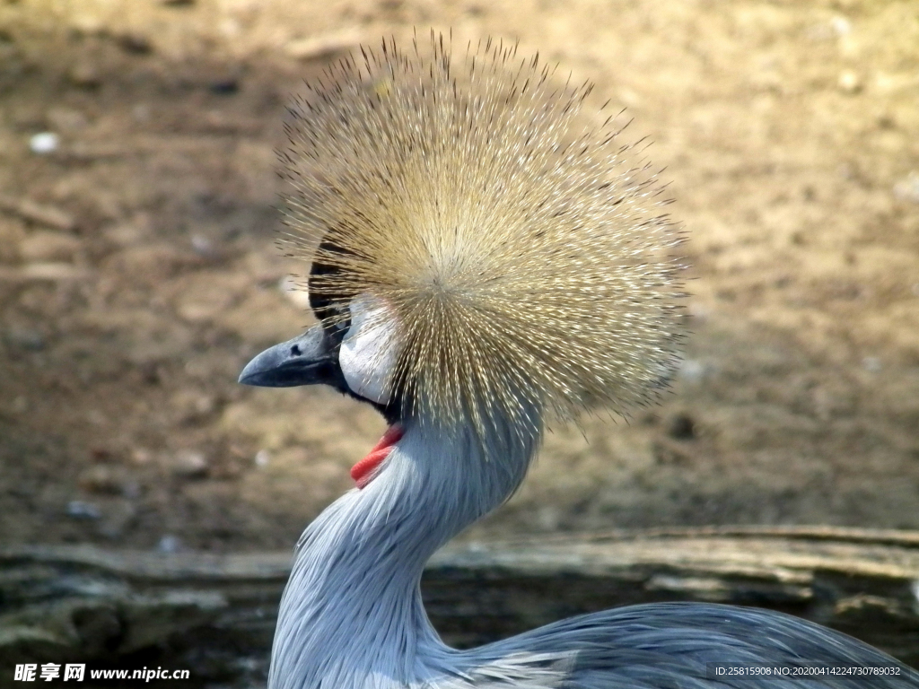 丹顶鹤空山鸟语图片