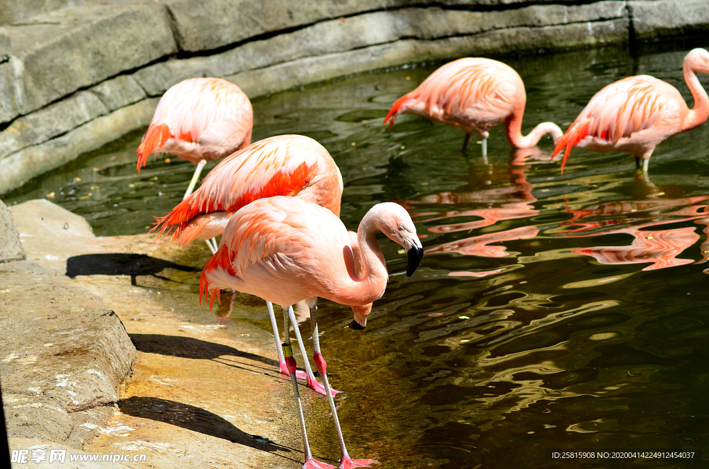火烈鸟空山鸟语图片