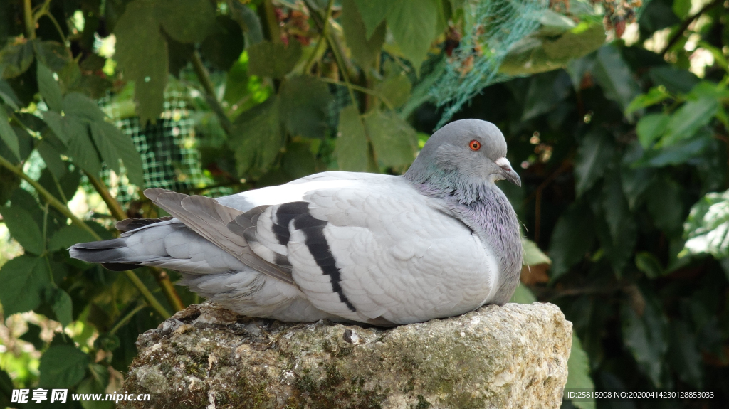 灰鸽空山鸟语图片