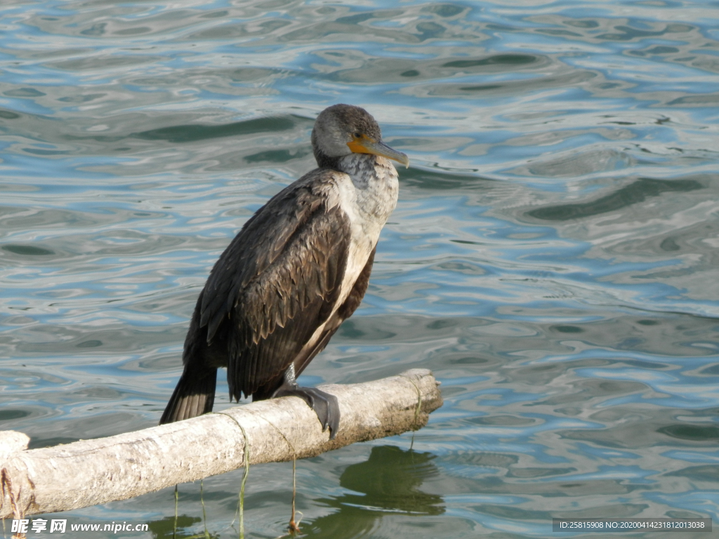 鱼鹰空山鸟语图片