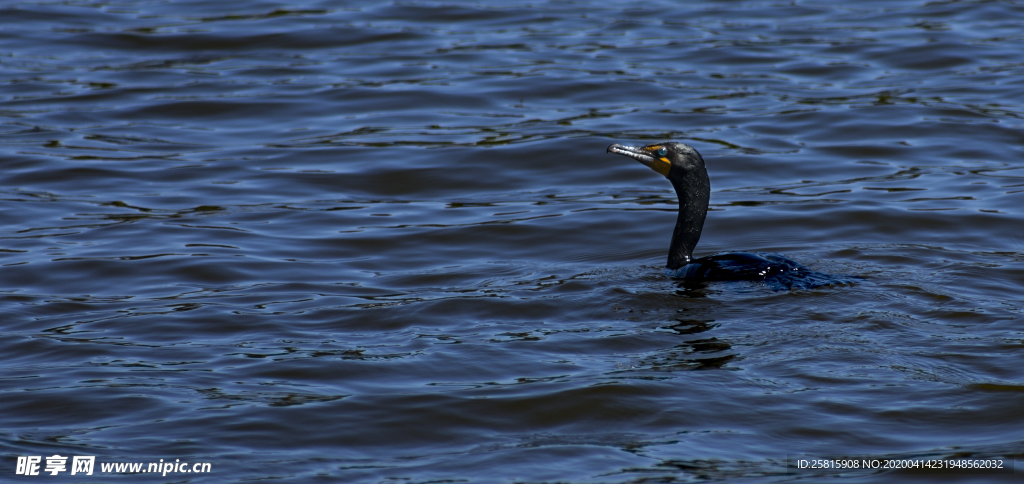 鱼鹰空山鸟语图片