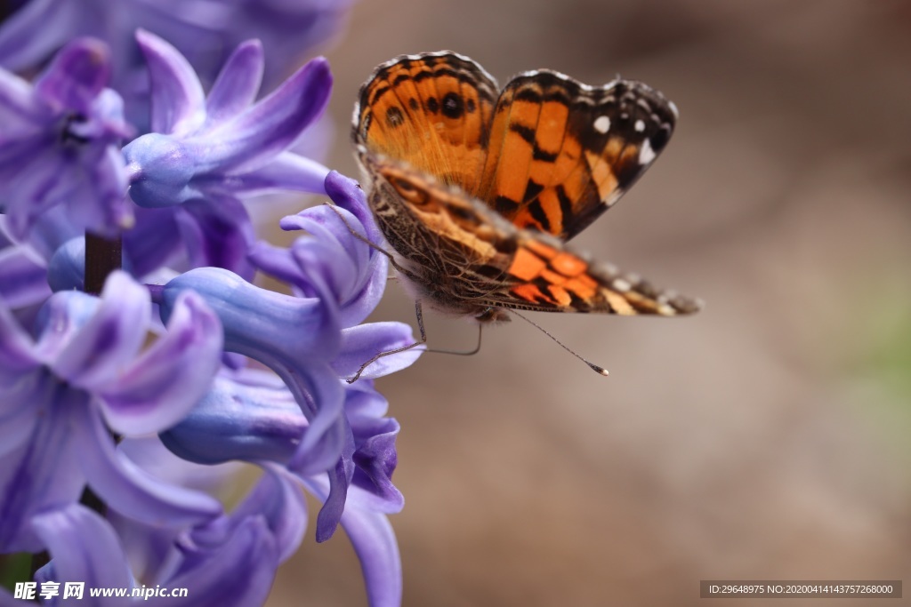花 蝶 蝴蝶 植物 花丛 花朵