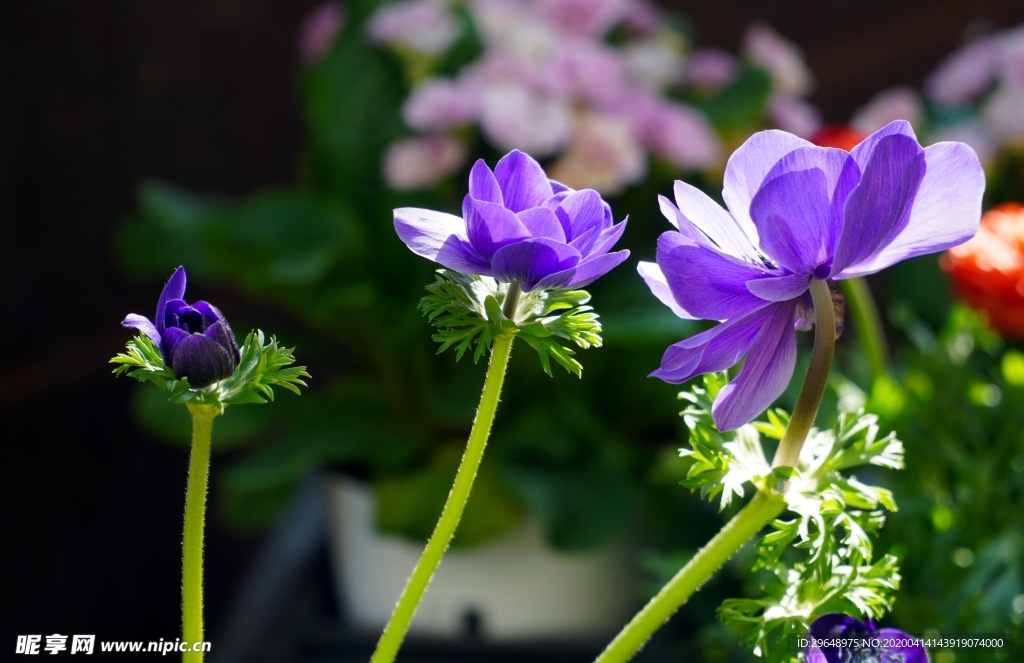 紫色的花 花朵 花儿 小花 花