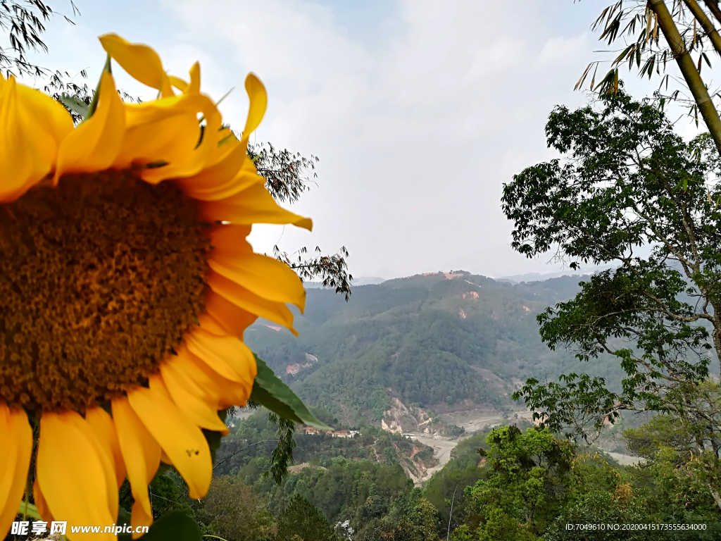 风景 大山 向日葵