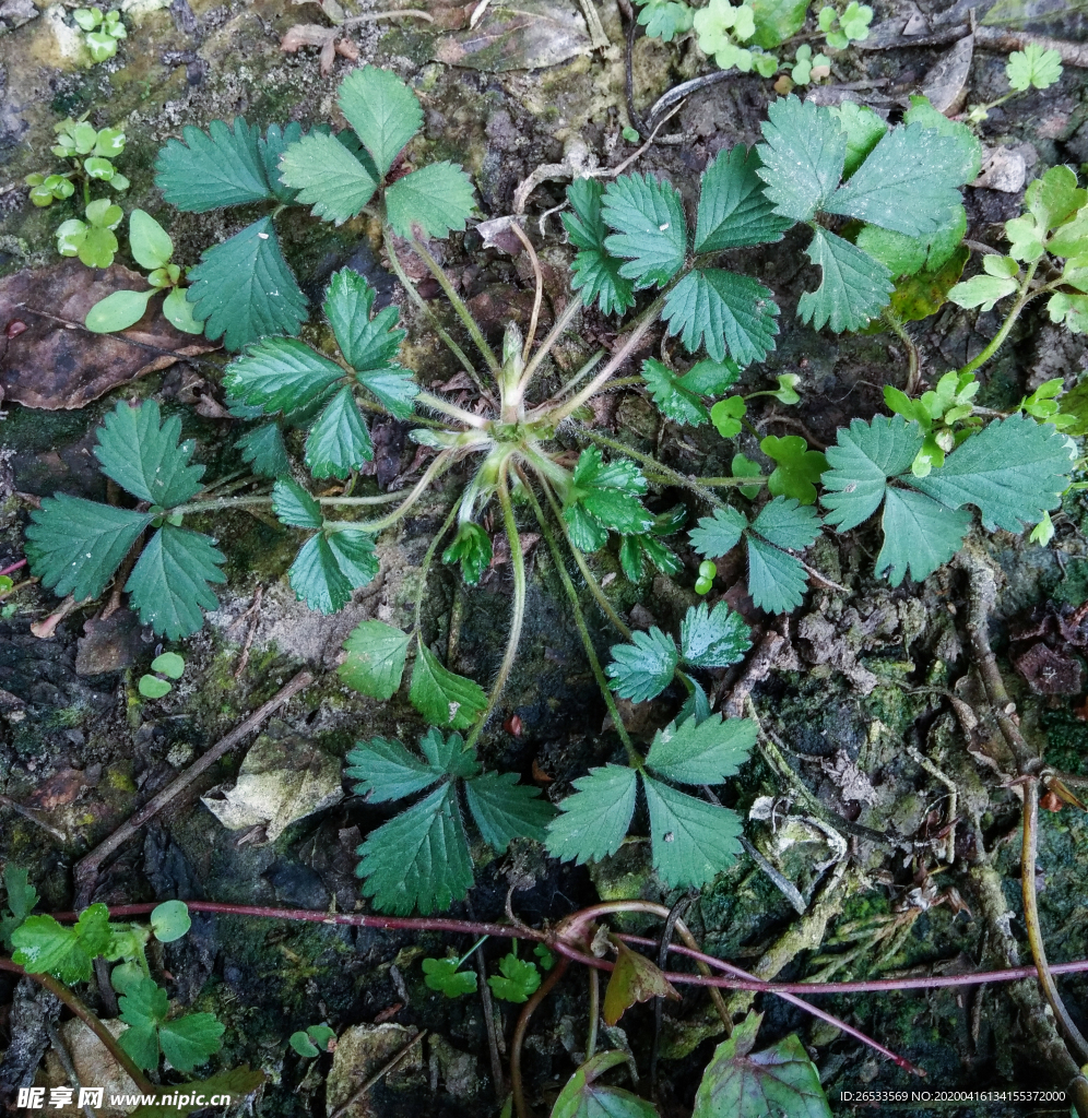 蛇莓草 地莓 植物 野果 蛇果