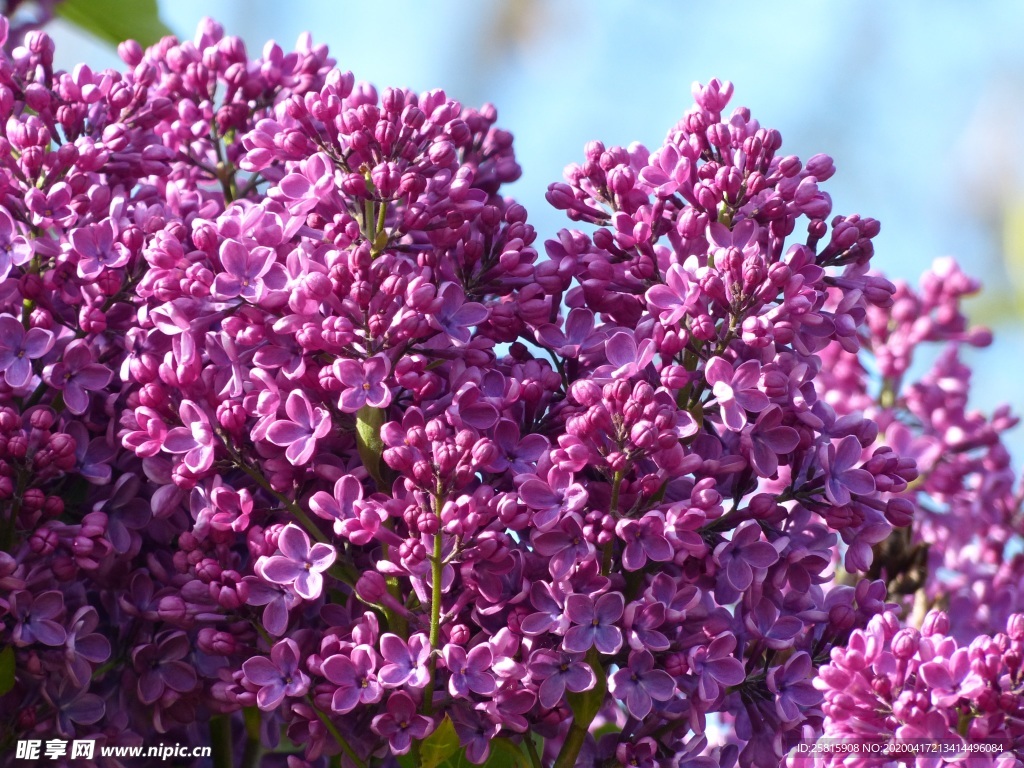 丁香花清香图片